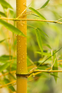 Yellow Bamboo - Phyllostachys