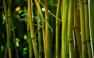bamboo-tree-1050x1680-300x187