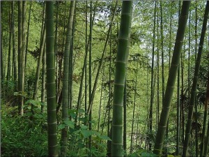 A mature grove of thick running bamboo, the kind of established spread we remove
