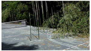 Bamboo shoots pushing up through the edge of a paved driveway