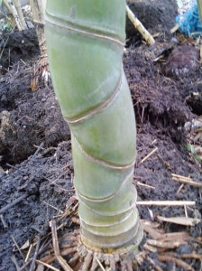 Tortoise-shell golden bamboo with distinctive bulging, alternating nodes