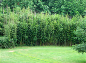 Bamboo Containment