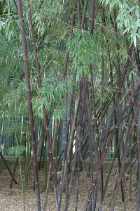 Black Bamboo Removal