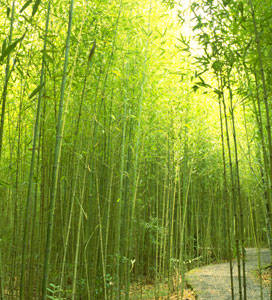 Golden Bamboo Removal