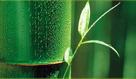 Bamboo Removal Near Me