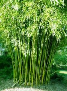 Bamboo Plants
